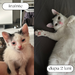 Pet Sitter Bucuresti Sector 4 – vizite la domiciliu pentru pisici si caini